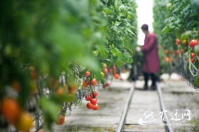 聚力专题招商、群链招商、园区招商 宿迁现代农业招商引资"效显绩优"