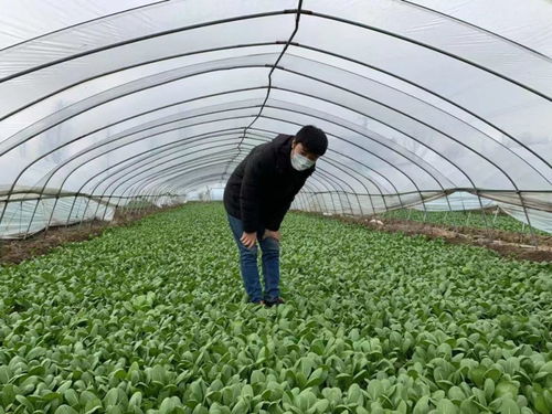 如东某种植户有75吨蔬菜欲捐湖北,谁能帮帮他
