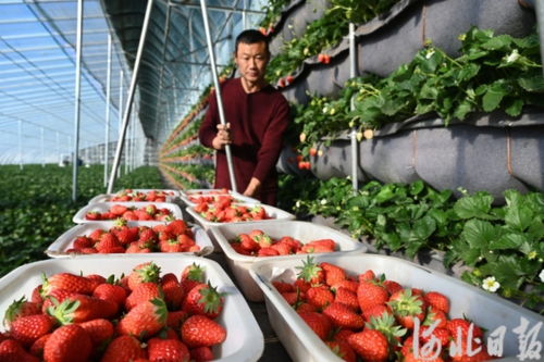 秦皇岛 加快特色农业强市建设步伐 打造京津特色农产品供应基地