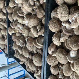 河北承德平泉市东辉食用农产品鲜香菇