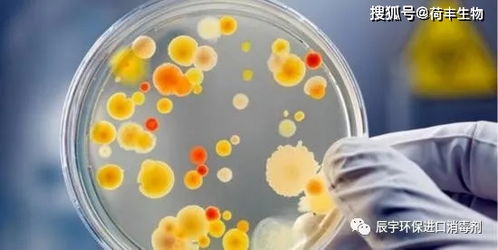 戚风蛋糕检测不合格原因是什么 菌落总数,霉菌