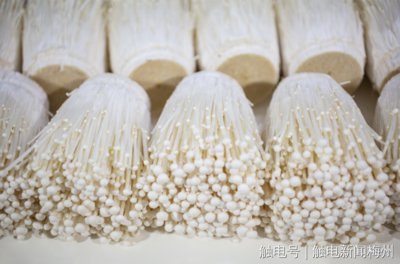 梅州市人民政府门户网站 工作动态 喜讯!梅州这4个产品入选2022年第二批全国名特优新农产品名录