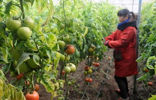 近期全国食用农产品价格同比上涨明显