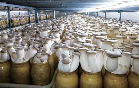 中国食用菌工厂化该如何发展