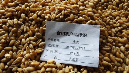 小麦"大掉价"!河南小麦突迎"妖风"!附:5月16日小麦价格