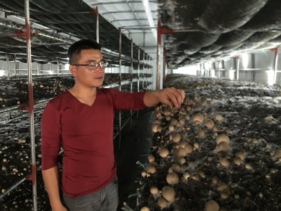 朱口镇:草菇种植托举乡村致富梦