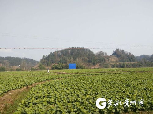 贵州工艺品销售 文化赋能经济，传统手工艺焕发新生机