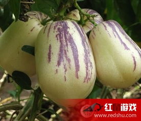 人参果的3种吃法与保健作用,日用百货中备受青睐的健康佳品